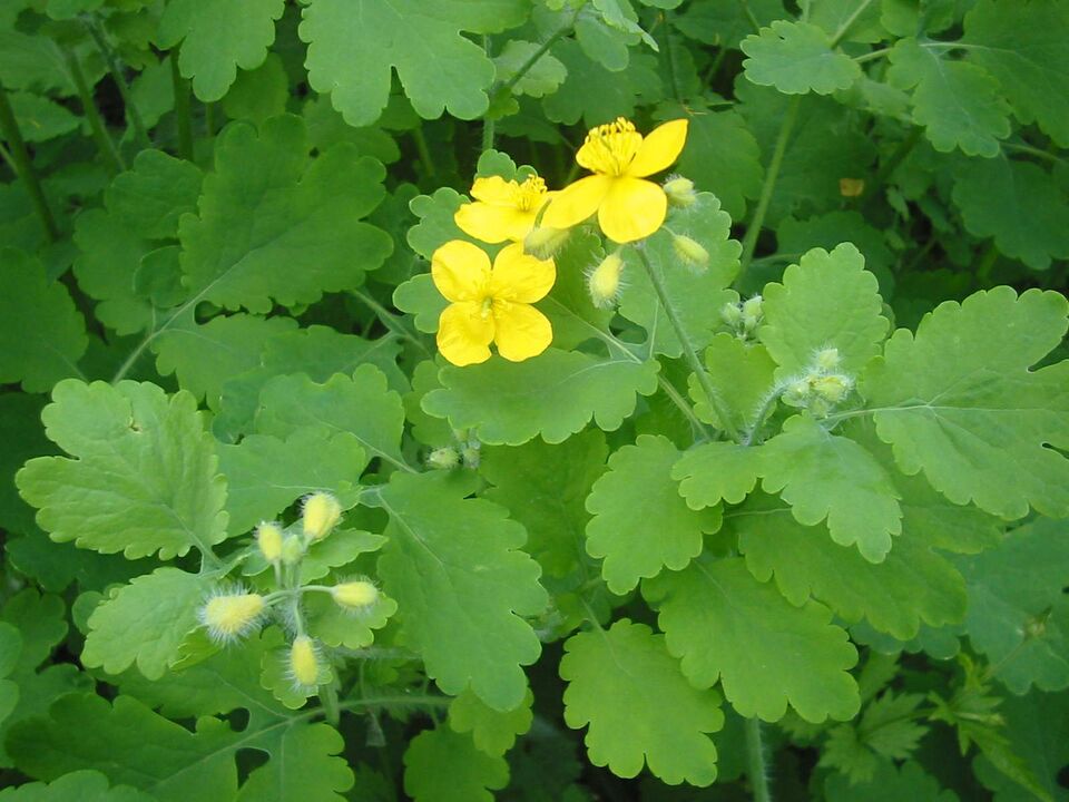 Growing celandine everywhere helps get rid of toenail fungus quickly